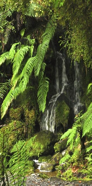 Small waterfall along the Lake Matheson Walk - West Coast, South Island, NZ New Zealand Bush, Nz Forest, New Zealand South Island Photography, Lake Te Anau New Zealand, Nz Landscape Photography, Stewart Island Nz, New Zealand Adventure, Small Waterfall, New Zealand Travel