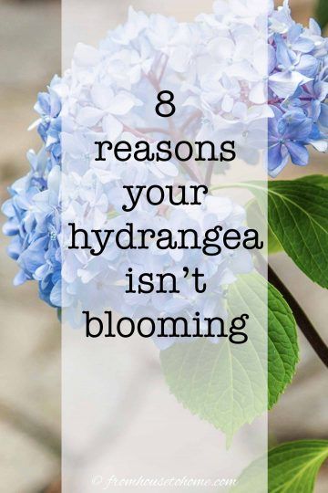 Having trouble with your hydrangeas not blooming? Find out how to fix the problems so that you can grow these beautiful flowers in your garden. #fromhousetohome #hydrangeas #gardeningtips #gardenideas #partshadeperennials #shadelovingshrubs Hydrangea Plant Care, Part Shade Perennials, Shade Loving Shrubs, Repotting Orchids, Hydrangea Petiolaris, Hydrangea Landscaping, Plants Under Trees, Big Leaf Hydrangea, Smooth Hydrangea