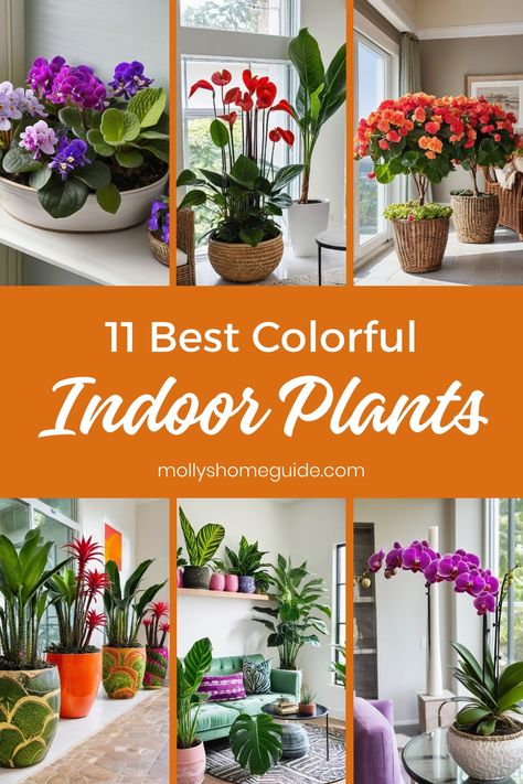 Discover the beauty of indoor plants with red leaves that bring a pop of color to any space. These vibrant indoor plants are perfect for adding a touch of nature to your home decor. Whether you're looking for low-light indoor plants or easy houseplants for beginners, there is something here for everyone. Not only do these colorful house plants brighten up your interior, but they also help purify the air, creating a fresh and healthy environment. Hardy Indoor Plants, Tropical House Plants Indoor, Low Light Plants Indoor, Colorful House Plants, Houseplant Inspiration, Houseplants For Beginners, Beautiful Indoor Plants, Easy Houseplants, Plant Jungle