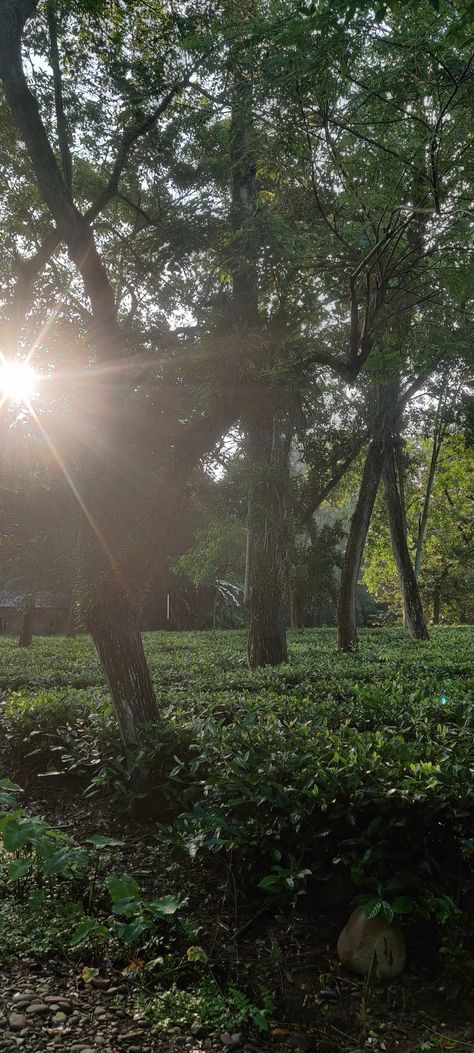 Home Tea Garden Assam Tea Garden, Assam Tea, Tea Garden, Tea, Quick Saves