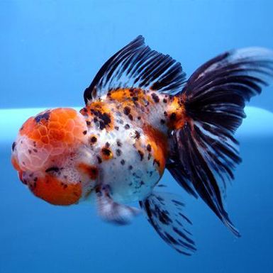 Calico Oranda Chubby Goldfish, Goldfish Species, Comet Goldfish, Oranda Goldfish, Ikan Air Tawar, Fancy Goldfish, Goldfish Tank, Backyard Ponds, Goldfish Pond