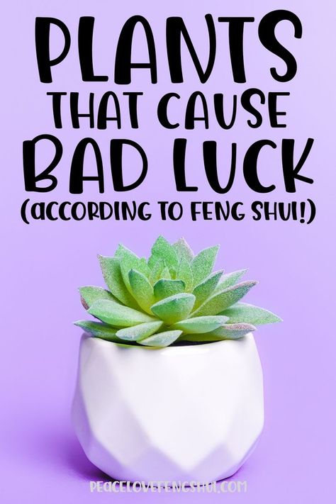 Feng Shui Tips For Wealth, Feng Shui Bathroom, Feng Shui Good Luck, Feng Shui Garden, Feng Shui Colors, Feng Shui Plants, Feng Shui Guide, Fen Shui, Feng Shui Money