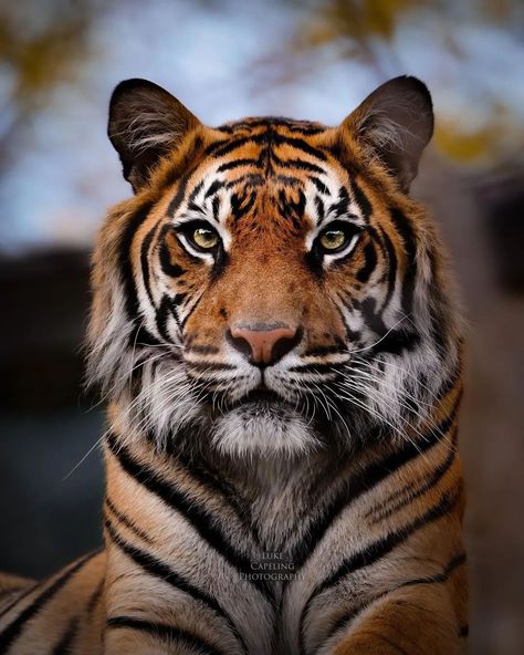 Tiger Close Up Photography, Tiger Front Face, Photo Reference Animal, Big Cat Photography, Tiger Face Photography, Tiger Side Profile, Reference Photos Animals, Animal Art Reference, Tiger Reference Photo