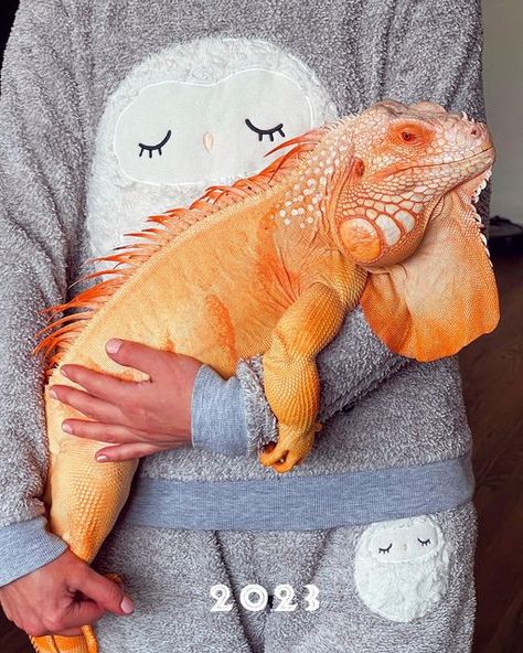 Creature Makeup, Pet Iguana, Traditional Owl, Iguana Pet, Reptile Care, Big Mama, Pet Stuff, Lizards, Cute Creatures