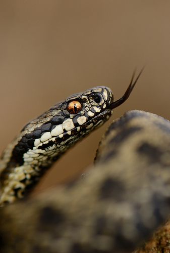 Adder Snake, Snake Photos, Pretty Snakes, Snake Venom, Cute Snake, Snake Art, Beautiful Snakes, Reptile Snakes, Wild Creatures