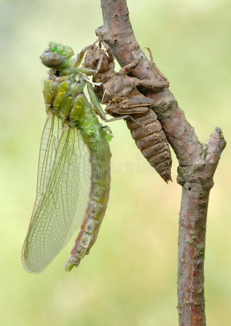 Birth of a dragonfly (series 5 photos). A series of 5 pictures out of the dragon #Sponsored , #AD, #ADVERTISEMENT, #dragonfly, #pictures, #dragon, #series Dragonfly Pictures, Dragonfly Images, Dragonfly Larvae, 5 Pictures, Dragon Series, The Dragon, A Series, Textures Patterns, Stock Photography