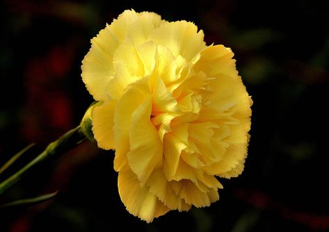 Carnation - my mom wore a yellow flower in her hair on one of their first dates Yellow Flowers Names, Flower Garland Backdrop, Planting Flowers From Seeds, Flower Garland Diy, Dianthus Caryophyllus, Yellow Carnations, Tall Wedding Centerpieces, Samuel Johnson, Carnation Flower