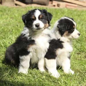 Characteristics of the Australian Shepherd-Border Collie Mix Aussie Border Collie Mix Puppies, Border Collie Aussie Mix Puppies, Australian Border Collie, Border Aussie, Australian Shepherd Husky, Red Dogs, Puppy Dog Pictures, Australian Shepherd Blue Merle, Australian Shepherd Puppy