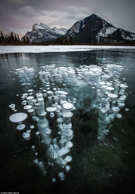 A photographer has captured amazing images of methane bubbles in Banff National Park in Alberta, Canada. Pictured are some methane gas bubbles underneath Vermillion Lake Canadian Lakes, Frozen Bubbles, Vermillion Lakes, Banff National Park Canada, Matka Natura, Have Inspiration, Banff National Park, Jolie Photo, Nature Landscape