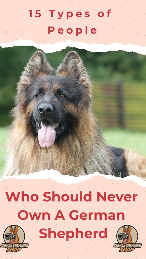 15 Types Of People Who Should Never Own A German Shepherd German Shepherd, German shepherds, German shepherd training, German shepherd training tips #germanshepherd #germanshepherds #germanshepherdtraining #germanshepherdtrainingtips German Shepherd Quotes Protect, German Shepherd Collar, How To Train A German Shepherd Puppy, Types Of German Shepherd Dogs, German Dog Commands, Fluffy German Shepherd, Training German Shepherd, German Shepherd Aesthetic, King German Shepherd