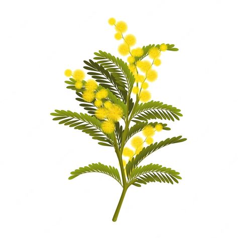 Mimosa Flower Tattoo, Mimosa Drawing, Mimosa Photo, Mimosa Illustration, Color Painting, Mimosa, Vector Photo, Premium Vector, Graphic Resources