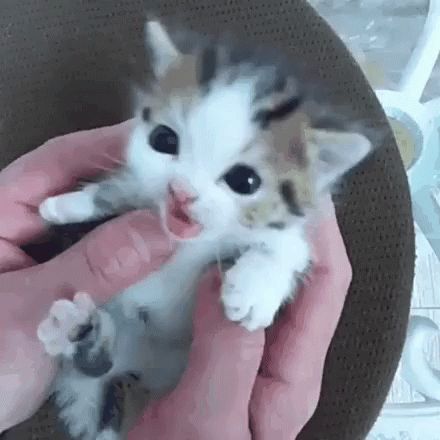 Kitten GIF - Kitten - Discover & Share GIFs Söt Katt, Being Held, Baby Kittens, Cute Cats And Kittens, Cute Animal Videos, Cute Animal Pictures, Cute Kittens, Cute Little Animals