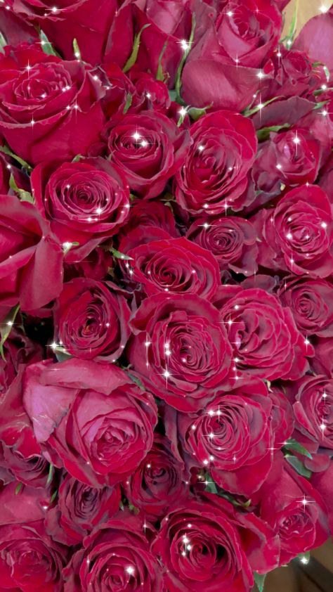 Beautiful Rose Flowers, Rose Flowers, Beautiful Rose, Beautiful Roses, Rose Flower, Beautiful Flowers, Beautiful Places, Roses, Flowers