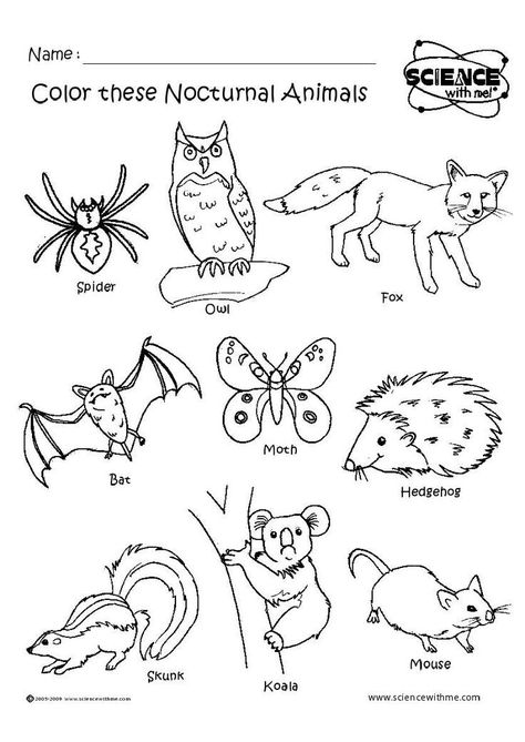 Nocturnal Animals Kindergarten, Nocturnal Animals Activities, Animal Lessons, Animal Printables, Animal Worksheets, Animals Coloring, Nocturnal Animals, Kindergarten Science, Animal Activities