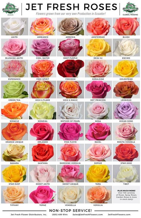 Roses Types, Rose Color Meanings, Flower Planting, Flower Pic, Flower Chart, Rose Gardening, List Of Flowers, Rose Varieties, Flower Guide