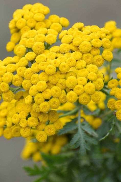 Closeup of blooming common yarrow, with small yellow flowers in a tight cluster. Yellow Button Flowers, Common Yarrow, Yellow Yarrow, Wildflower Mural, Yellow Building, Yarrow Flower, Late Summer Flowers, Small Yellow Flowers, Filler Flowers