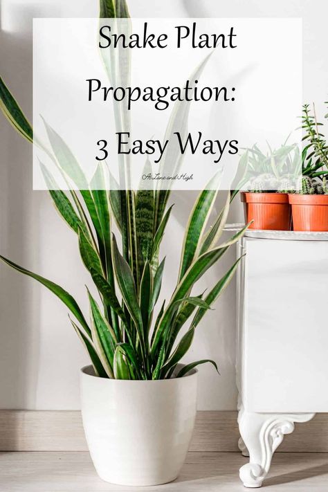 Learn how to propagate a snake plant using these three simple methods. You can divide the existing plant, place cuttings in water, or place cuttings in soil. These are the easiest ways to create new plants for your home or to share with friends and family. Houseplants Safe For Cats, Houseplant Trellis, Snake Plant Care, Houseplants Low Light, Plant Benefits, Snake Plants, Plant Problems, Potted Houseplants, Houseplants Indoor