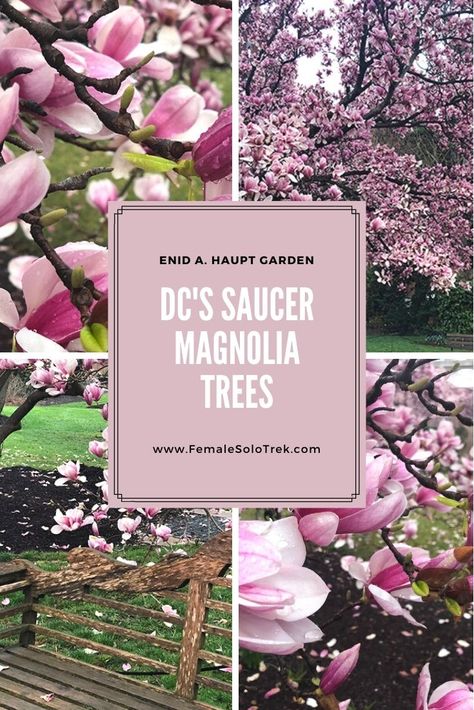 Pink Blooming Saucer Magnolia Trees in DC - FemaleSoloTrek Saucer Magnolia Tree, Saucer Magnolia, Tulip Magnolia, Pink Flowering Trees, Japanese Cherry Tree, Magnolia Tree, Warm Springs, Cherry Blossom Festival, Pink Cups