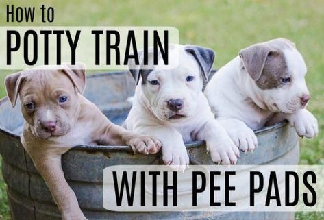 How to potty train a puppy using pee pads. A great method for a working owner of a new puppy. #puppytrainingeasy How To Potty Train, House Training Puppies, Dog Minding, Easiest Dogs To Train, Potty Train, Dog Training Techniques, Crate Training, Training Your Puppy, Dog Obedience