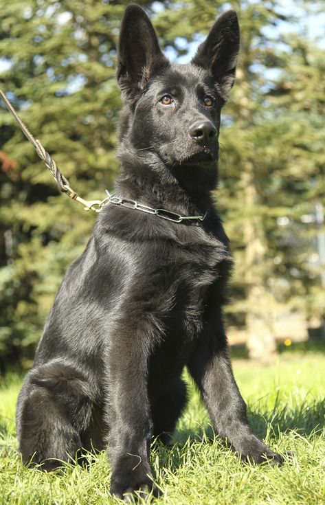 GSD Black Gsd, Sable German Shepherd, Black German Shepherd Dog, German Shepherd Photos, German Sheperd Dogs, Malinois Dog, Black German Shepherd, German Shepards, Shepherd Dogs