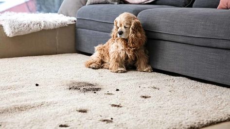 Bissell Little Green Carpet Cleaners vs. Resolve Sprays | Stain Removal - Consumer Reports Remove Pet Stains, Portable Carpet Cleaner, Carpet Cleaning Hacks, Pet Urine, Professional Carpet Cleaning, Carpet Cleaning Service, Muddy Paws, Pet Stains, Types Of Carpet