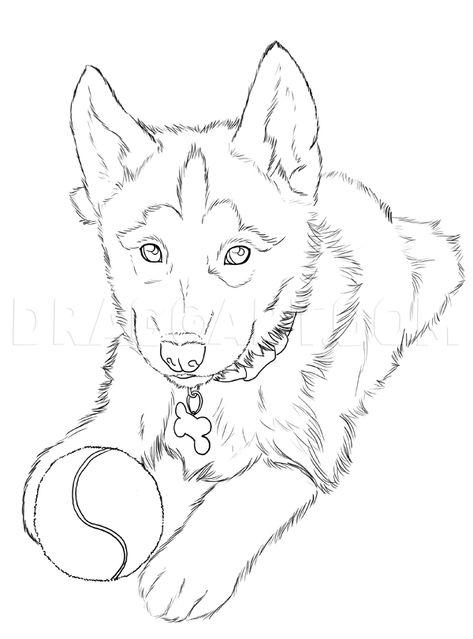 How To Draw Huskies, Draw A Husky, Step by Step, Drawing Guide, by NeekoNoir | dragoart.com Puppy Drawing Easy, Husky Drawing, Puppy Coloring Pages, Desen Realist, Puppy Drawing, Animal Drawings Sketches, Dog Sketch, 강아지 그림, Dog Coloring Page