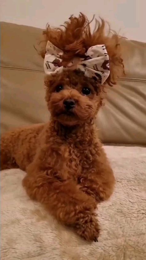 poodles_world_ on Instagram: Every girl should have a beautiful hairstyle😍☺️ @lillytoypoodl ➖ Follow 👉@poodles_world_ Follow 👉@poodles_world_ Follow 👉@poodles_world_… Toy Poodle Haircut Teddy Bears, Toy Poodle Haircut Styles, Toy Poodle Haircut, Poodle Haircut Styles, Mini Poodle Puppy, Poodle Tattoo, Poodle Haircut, Pretty Poodles, Red Poodles