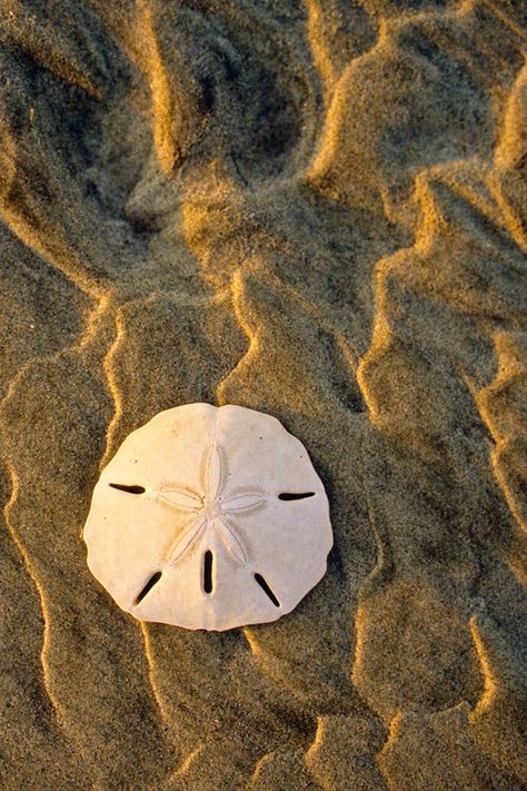 Sand Dollar Sand Dollar Photography, Sand Dollars Beach, Sea Dollar, Shells Photography, Pansy Shell, Sand Photos, Sand Dollar Shell, Ocean Shells, Ocean Treasures