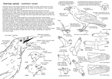 how_to_draw_a raven by_elruu , How to draw Raven , Bird Anatomy reference sheet, how to draw birds, animals, drawing realistic birds, raven, sketch, draw, tutorial, sketchbook, art teacher, art lesson Wing Anatomy, Common Raven, Anatomy Images, Raven Art, Crows Ravens, Anatomy Drawing, The Raven, Anatomy Reference, Bird Drawings