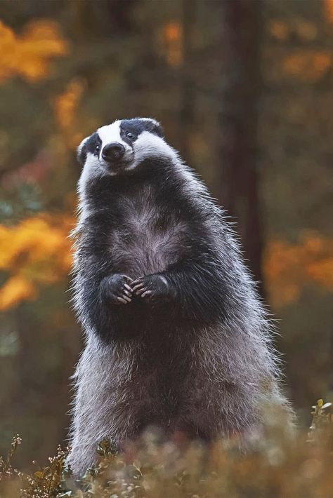 Forest Animals Photography, Honey Badger Aesthetic, Badger Character Design, Badger Reference, English Badger, Badger Aesthetic, Badger Photography, British Animals, Badger Images