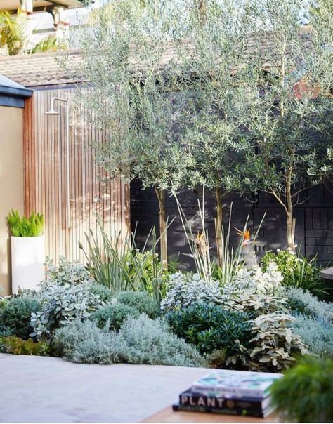 Australian Garden Design, Australian Native Garden, Courtyard Gardens Design, Front Garden Design, Australian Garden, Coastal Gardens, Garden Inspo, Side Garden, Have Inspiration