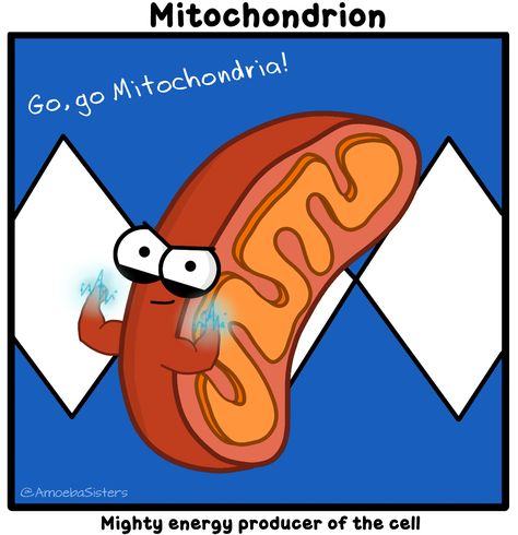 Mitochondria GIF by The Amoeba Sisters. Cells Biology, Amoeba Sisters, Biology Jokes, Sisters Photo, Science Cells, Biology Classroom, Big Brain, 7th Grade Science, 6th Grade Science