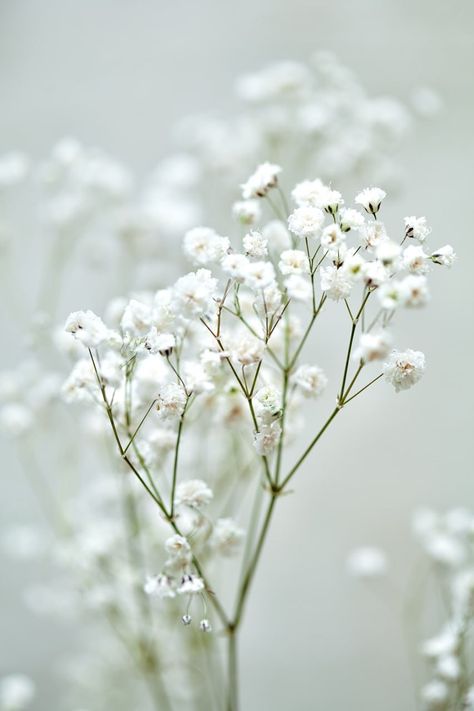 Gypsophila Bouquet, Gypsophila Flower, Minimalist Flowers, Aesthetic Minimalist, Floral Art, White Flowers, Tattoo Ideas, Wedding Invitations, Flowers