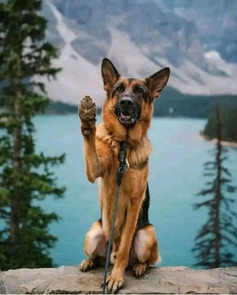 German Shepherd Owner Club | Great photograph ❤️❤️ | Facebook German Shepherd Running, German Shepherd Protection, Running Video, German Shepherd Videos, Surprised Dog, German Shepherd Husky Mix, Videos Quotes, Pregnant Dog, Hunting Life