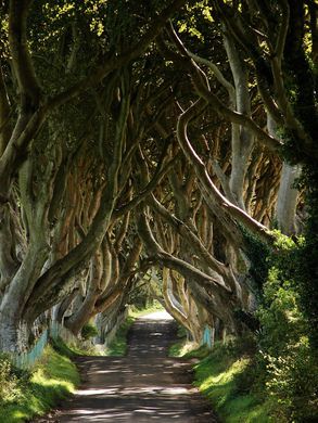 Dark Hedges Ireland, The Dark Hedges, Hedge Trees, Ireland Aesthetic, Dark Naturalism, Dark Hedges, Dark Tree, Atlas Obscura, Visit Ireland