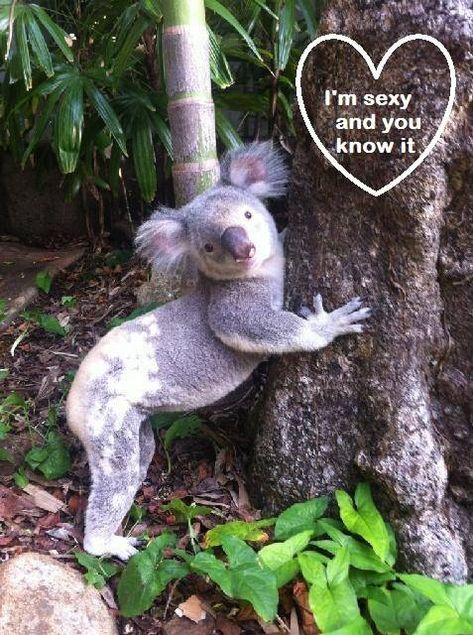 Sexy Koala Koala Pictures, Koala Meme, Koala Funny, Koala Cute, Australian Nature, Funny Koala, Animal Aesthetic, The Wombats, Koala Bears