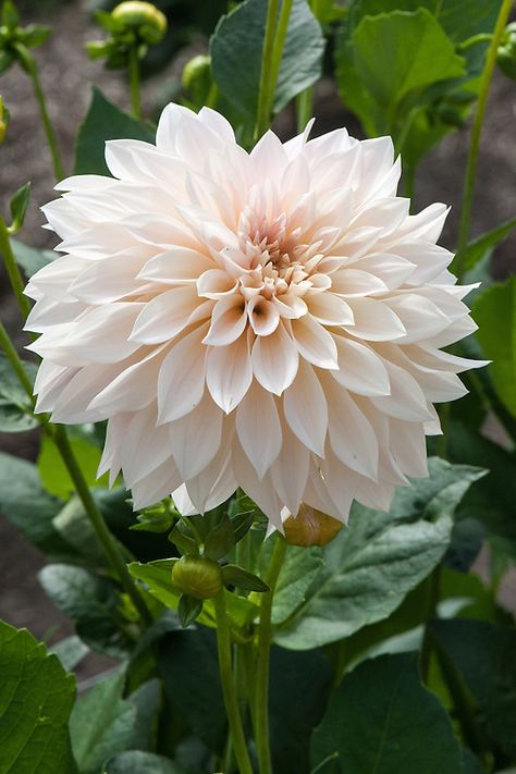 Dahlia Flower White, White Dalia, White Dahlia Flower, Cafe Au Lait Dahlias, White Dahlia, Blossom Garden, Flower Sleeve, Lily Flowers, Cut Flower Garden