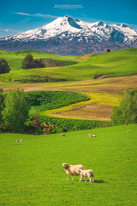 New Zealand Photography, New Zealand North Island, New Zealand Mountains, New Zealand Country, New Zealand Sheep, North Island New Zealand, Sea Scape, New Zealand Adventure, Nz Travel