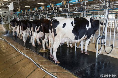 Stock Image: Cow milking facility, Milking cow with milking machine modern Gado Leiteiro, Dairy Cattle, Farm Food, Milk Production, Dairy Farm, Poultry Farm, Dairy Cows, Dairy Farms, Milk Cow