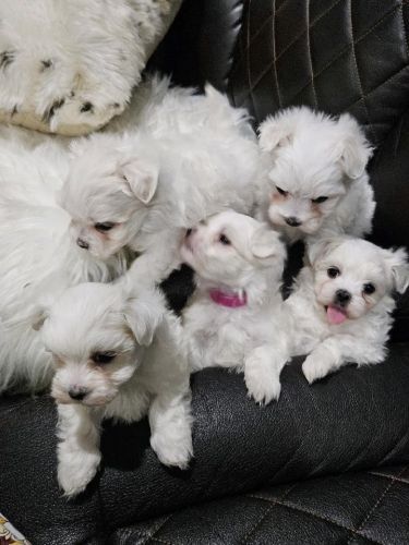 Baby Maltese, Maltese Puppies For Sale, Maltese Mix, Teacup Maltese, Teddy Bear Dog, Maltese Puppies, California City, Grand Prairie, Bear Dog