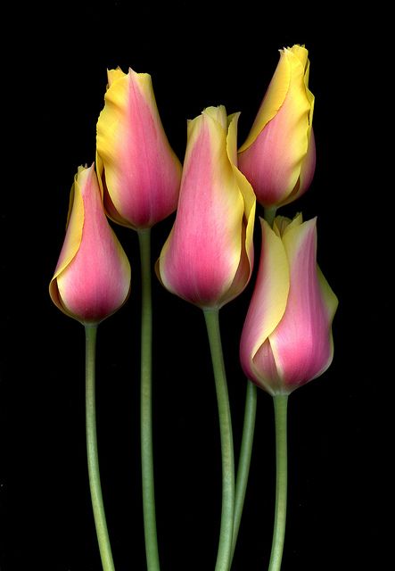 Tulipa ‘Blushing Lady’ by horticultural art Low Key Photography, Black And White Photograph, Black And White Flowers, Foto Art, Black White Photos, Black N White, Black And White Pictures, Dark Background, Flower Beauty