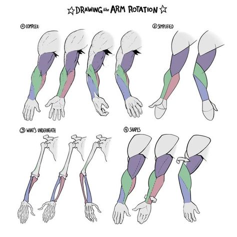 Muscles Anatomy Art, Muscles Anatomy, Arm Anatomy, Figure Drawing Tutorial, Arm Drawing, Anatomy Tutorial, Human Anatomy Drawing, Hand Drawing Reference, Human Anatomy Art