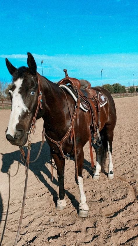 Riding Horse, Barrel Racing, Barrel, Horses, Photography, White, Black