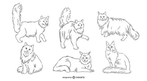 Maine Coone Drawing, Maincoon Cat Tattoo, Mainecoon Cat Art, Mainecoon Cat Tattoo, Mainecoon Tattoo, Drawing Warrior, Mancoon Cats, Maincoon Cat, Cats Tips