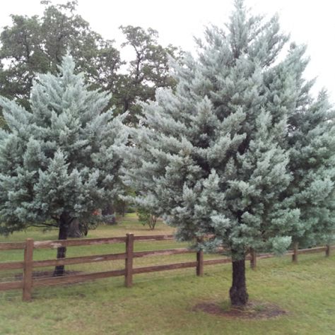 Arizona Cypress Landscaping, Arizona Cypress Tree, Cypress Trees Landscape, South Texas Landscaping, Green Backyard Landscaping, Arizona Cypress, Xeriscape Garden, Texas Trees, Texas Landscaping