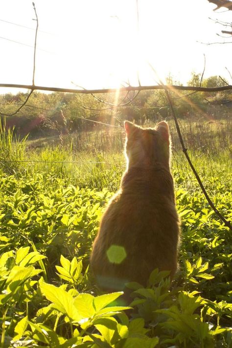 Enjoying The Sun With My Best Friend Cats In The Sun, Peaceful Sunrise, Cat Tattoo Simple, Cats Painting, James Herriot, Animal Anime, Cat Summer, Cat Lounge, Take Over The World