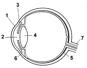 Activity Sheet 1: How the Eyes Work Eyeball Diagram, Diagram Of The Eye, Human Eye Diagram, Eye Diagram, Human Body Activities, Biology Worksheet, Anatomy Coloring Book, Eye Anatomy, Human Body Unit