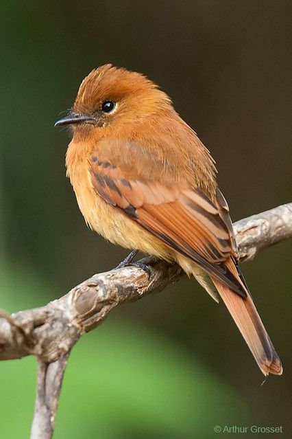 Flycatchers, Kinds Of Birds, Haiwan Peliharaan, Exotic Birds, Bird Pictures, Pretty Birds, Bird Photo, Colorful Birds, Cute Birds