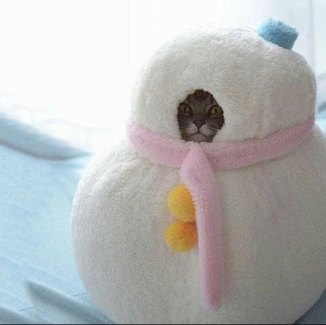 Whiskers takes his cocooning very seriously Pet Costumes, Cats Meow, Crazy Cat Lady, 귀여운 동물, Crazy Cats, Cat Pics, Cat Love, Cat Memes, Funny Cute