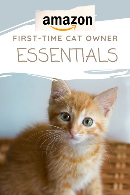 Amazon Cat Must Haves, Cat Must Haves, Kitten Checklist, Cat Checklist, New Cat Owner, Kitten Supplies, First Time Cat Owner, Inside Cat, Best Cat Litter